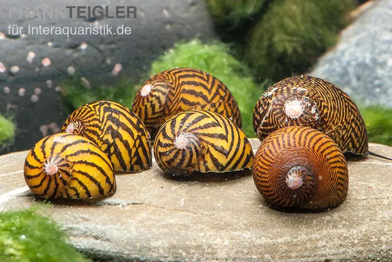 Mosaik-Rennschnecke, Neritina sp. mosaik
