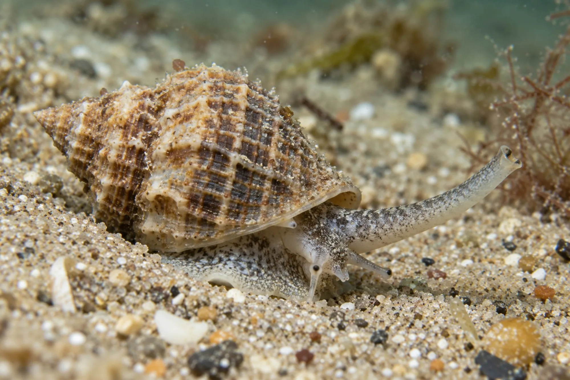 Netzreusenschnecke, Nassarius reticulatus