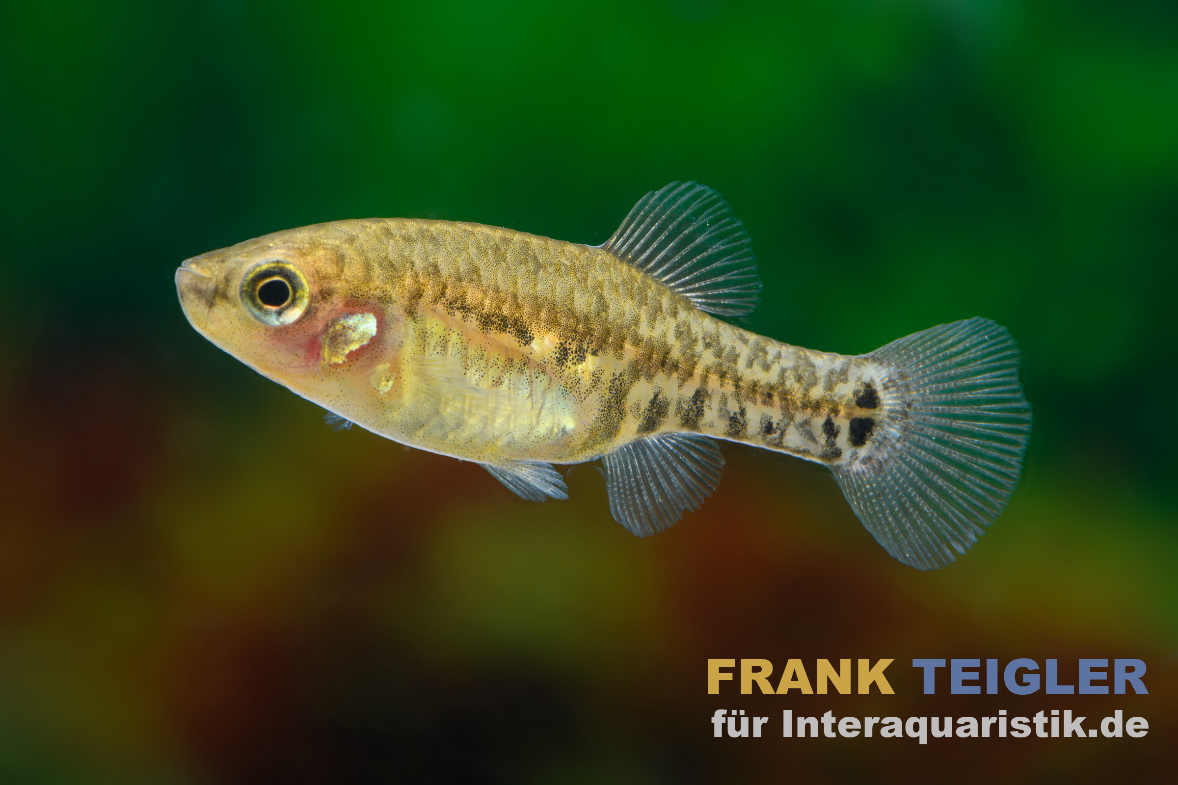Tequila-Kärpfling, Zoogoneticus tequila