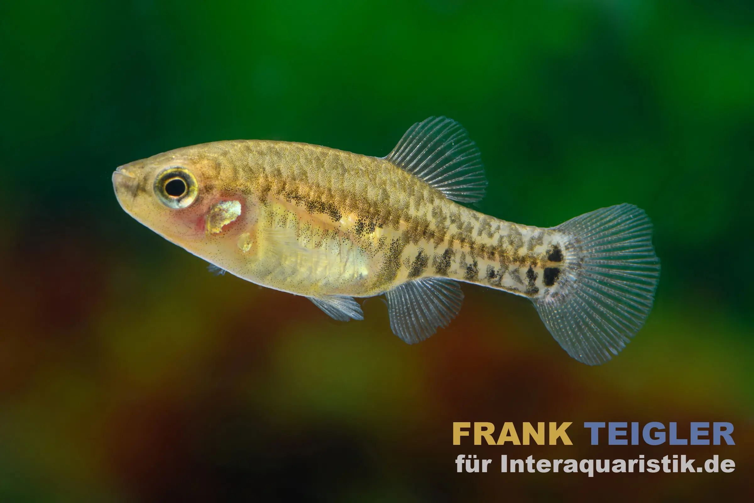Tequila-Kärpfling, Zoogoneticus tequila