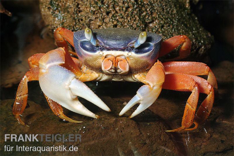 Harlekinkrabbe, Cardisoma armatum, Zufällig ausgewählt