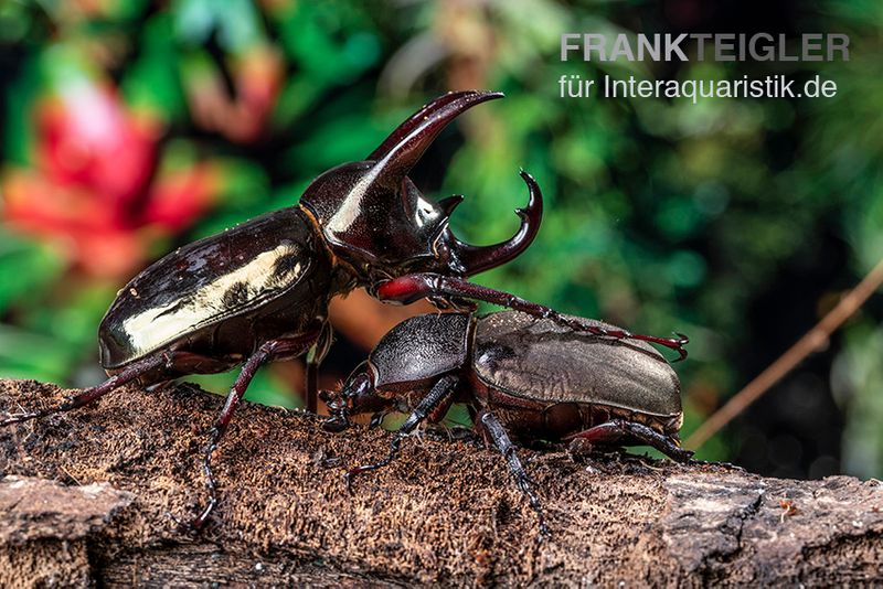 Atlaskäfer, Chalcosoma atlas, paarpreisx2