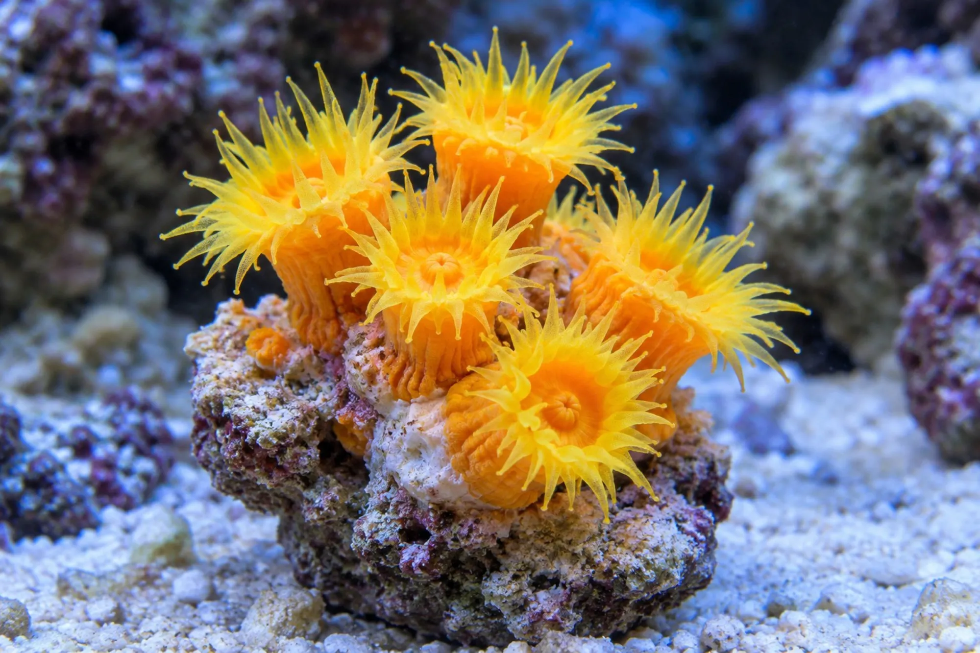 Sonnenkoralle „Gelb“ (Nachzucht), Tubastraea coccinea, Größe S–M