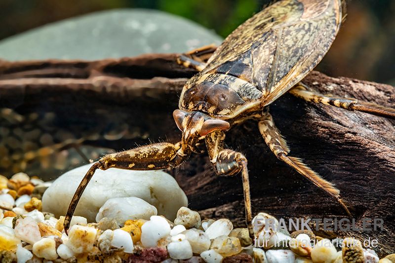 Riesige Unterwasser-Wanze, Lethocerus africanus