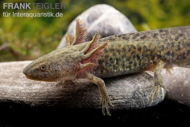 Axolotl naturfarben, Ambystoma mexicanum