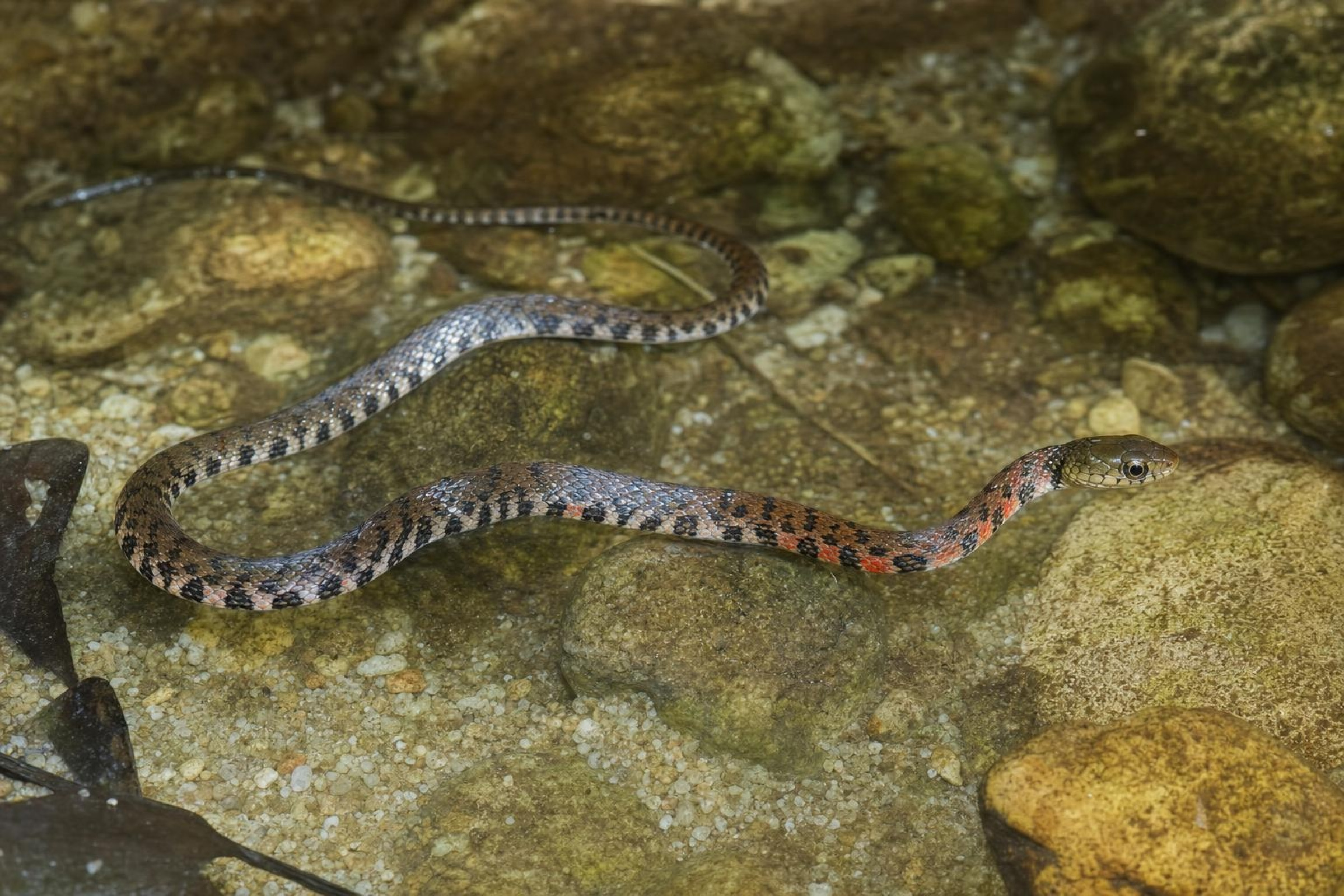 Dreiecks-Fischnatter, Xenochrophis trianguligerus