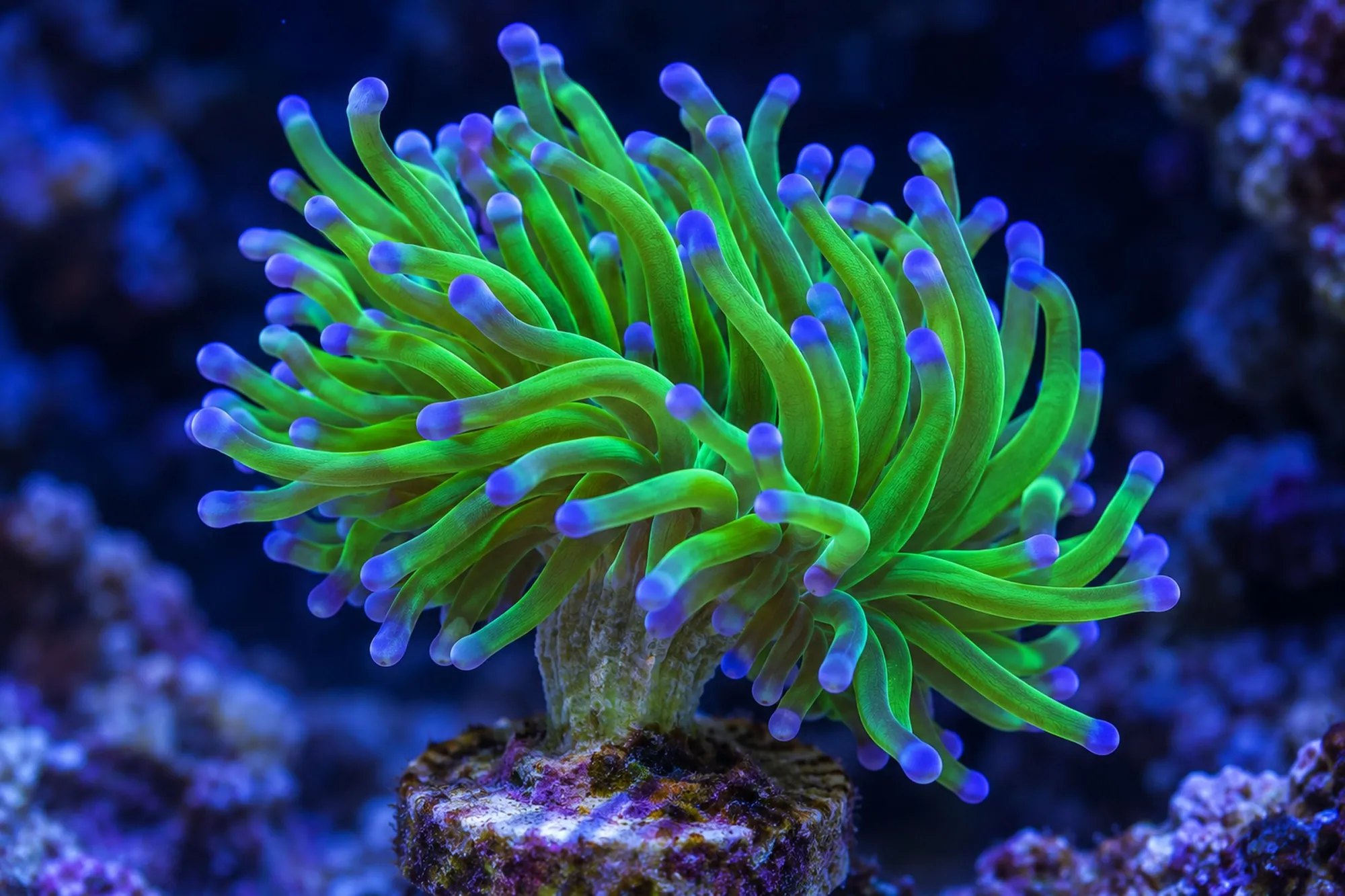 Fackelkoralle „Harlekin“ (Nachzucht), Euphyllia glabrescens, 1 Polyp
