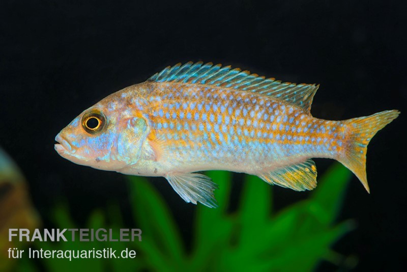 Perle von Likoma, Melanochromis joanjohnsonae