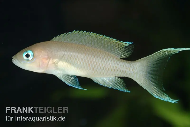 Gracilis-Buntbarsch, Neolamprologus gracilis, 4-5 cm DNZ