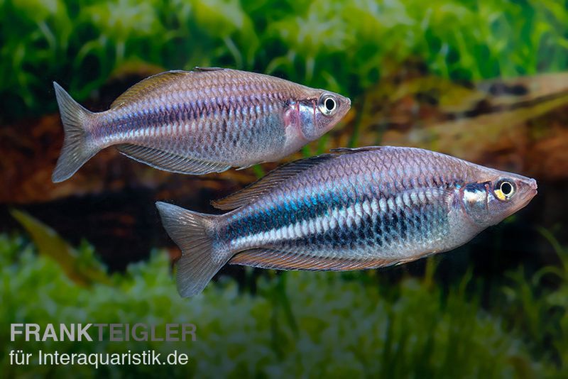 Dansari-River-Regenbogenfisch, Melanotaenia affinis "Dansari River", 5 Tiere