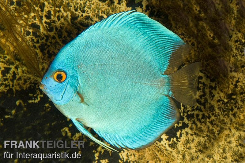 Diskusfisch ASIA-NZ, Symphysodon discus Cobalt Blue, 2 Zoll, 5-6 cm