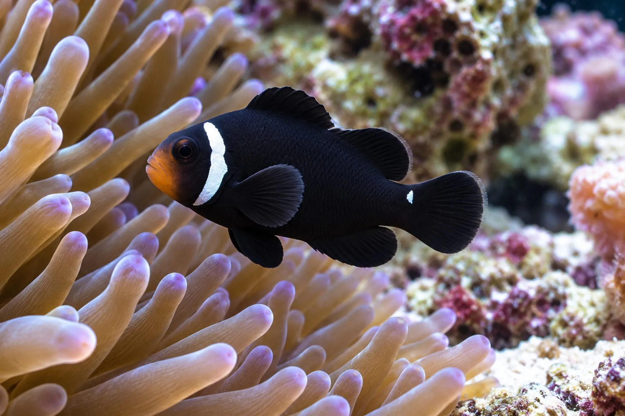 Ocellaris-Clownfisch „Extreme Misbar Black“ Nachzucht, Amphiprion ocellaris