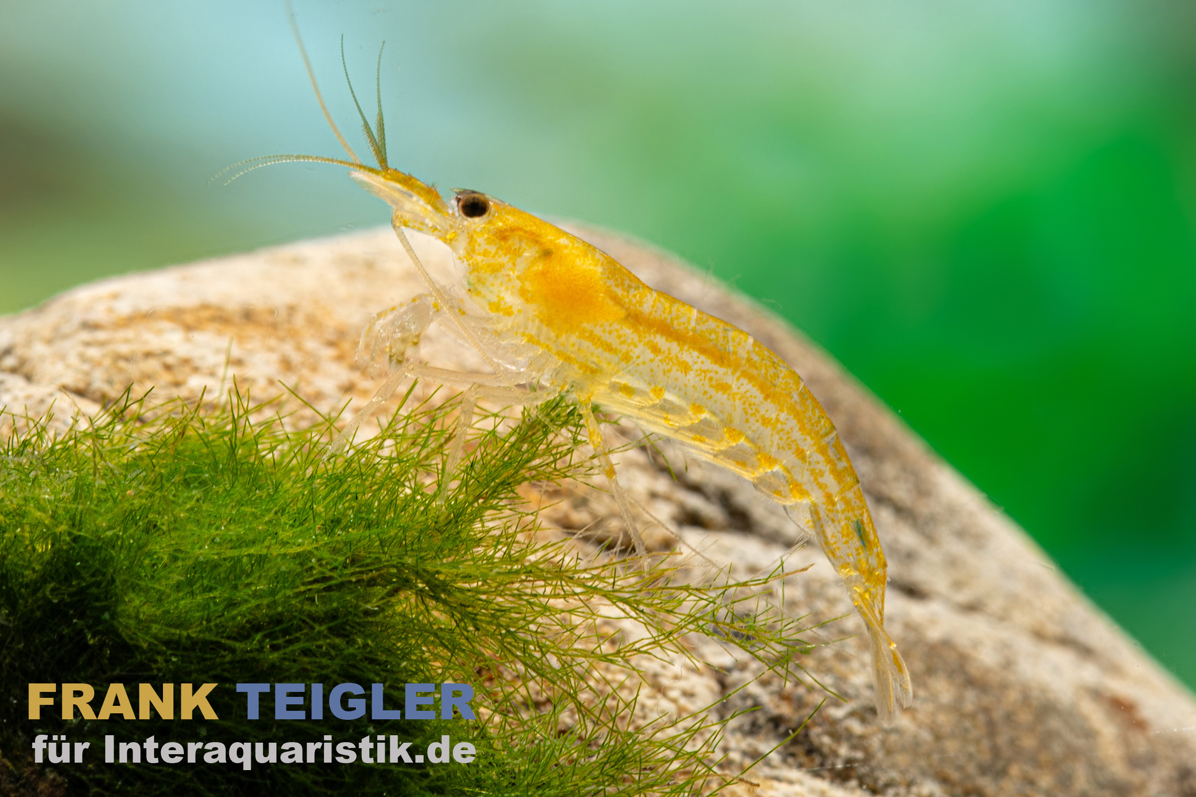 Zitronengelbe Amanogarnele, Caridina multidentata "Yellow"