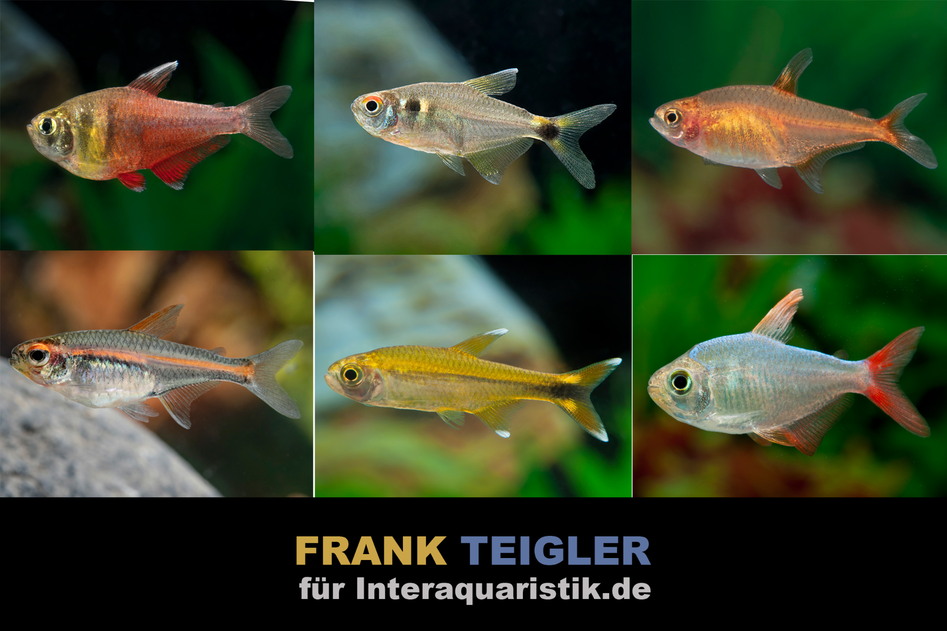 Südamerikanischer Salmler-Mix