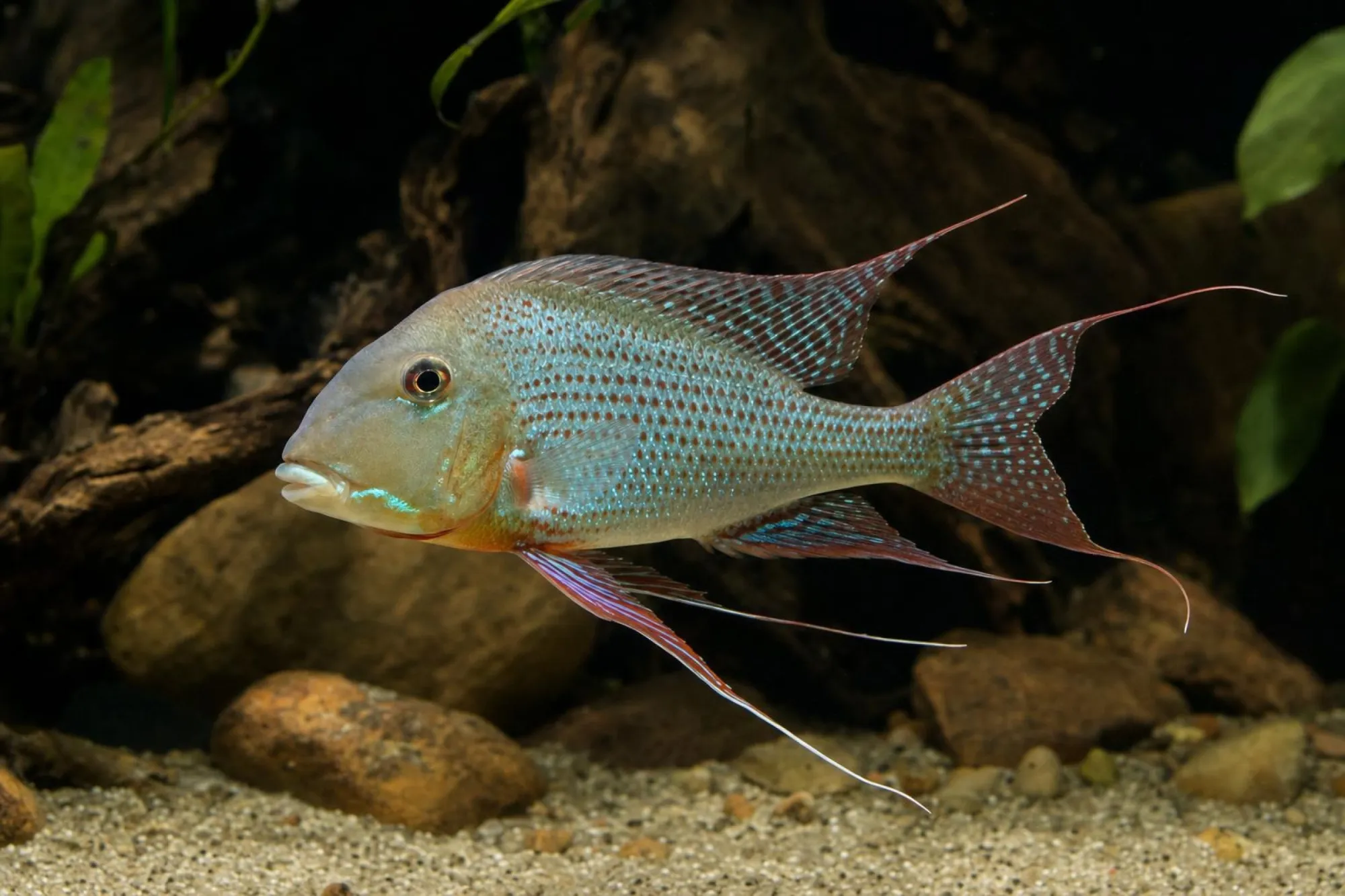Hochstirn-Erdfresser „Rio Tapajós“, Geophagus altifrons