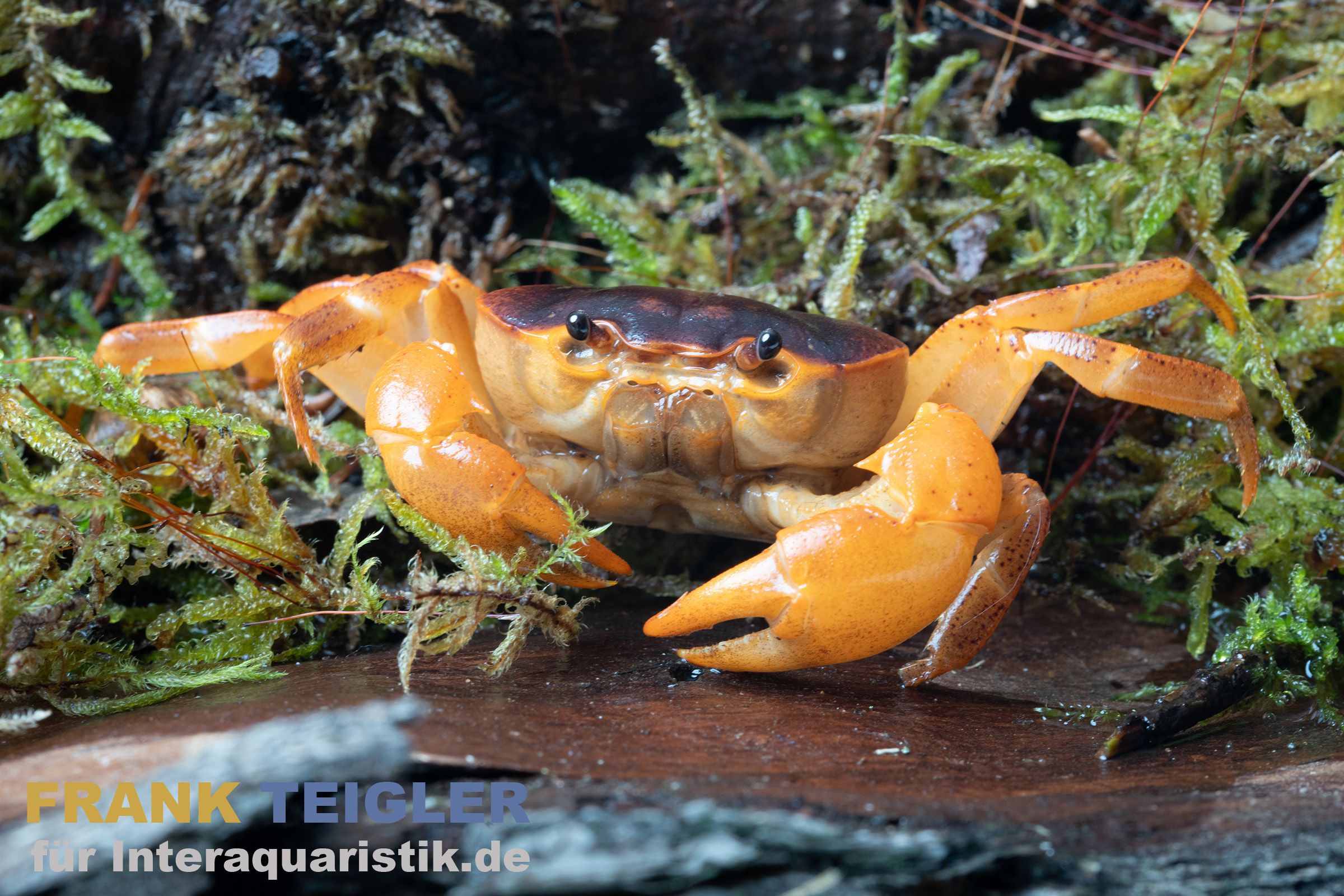 Orangenkrabbe, Sundathelphusa sp. "orange" 
