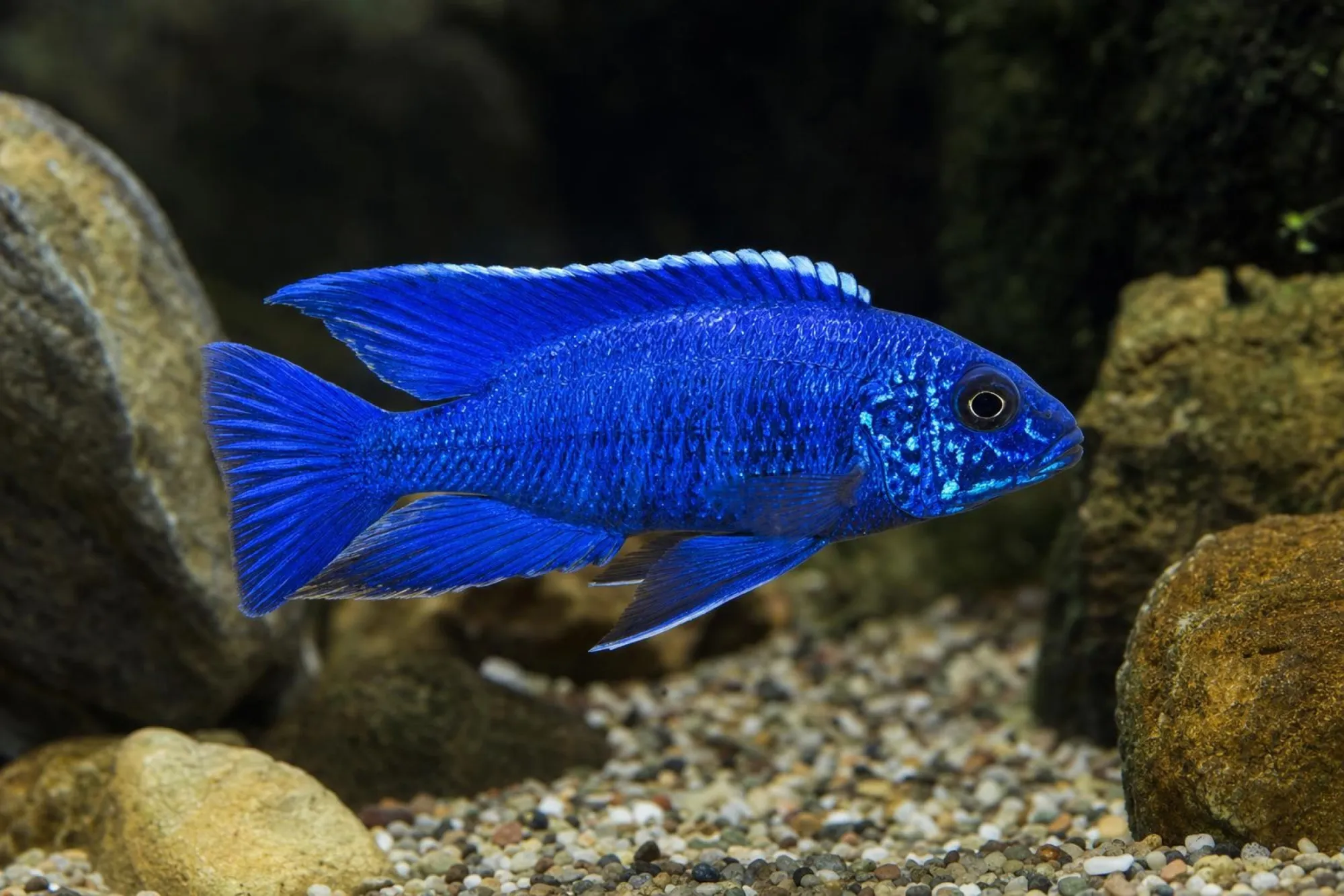 Kaiserbuntbarsch „Electric Blue“, Aulonocara sp., ca. 5,0-6,0 cm