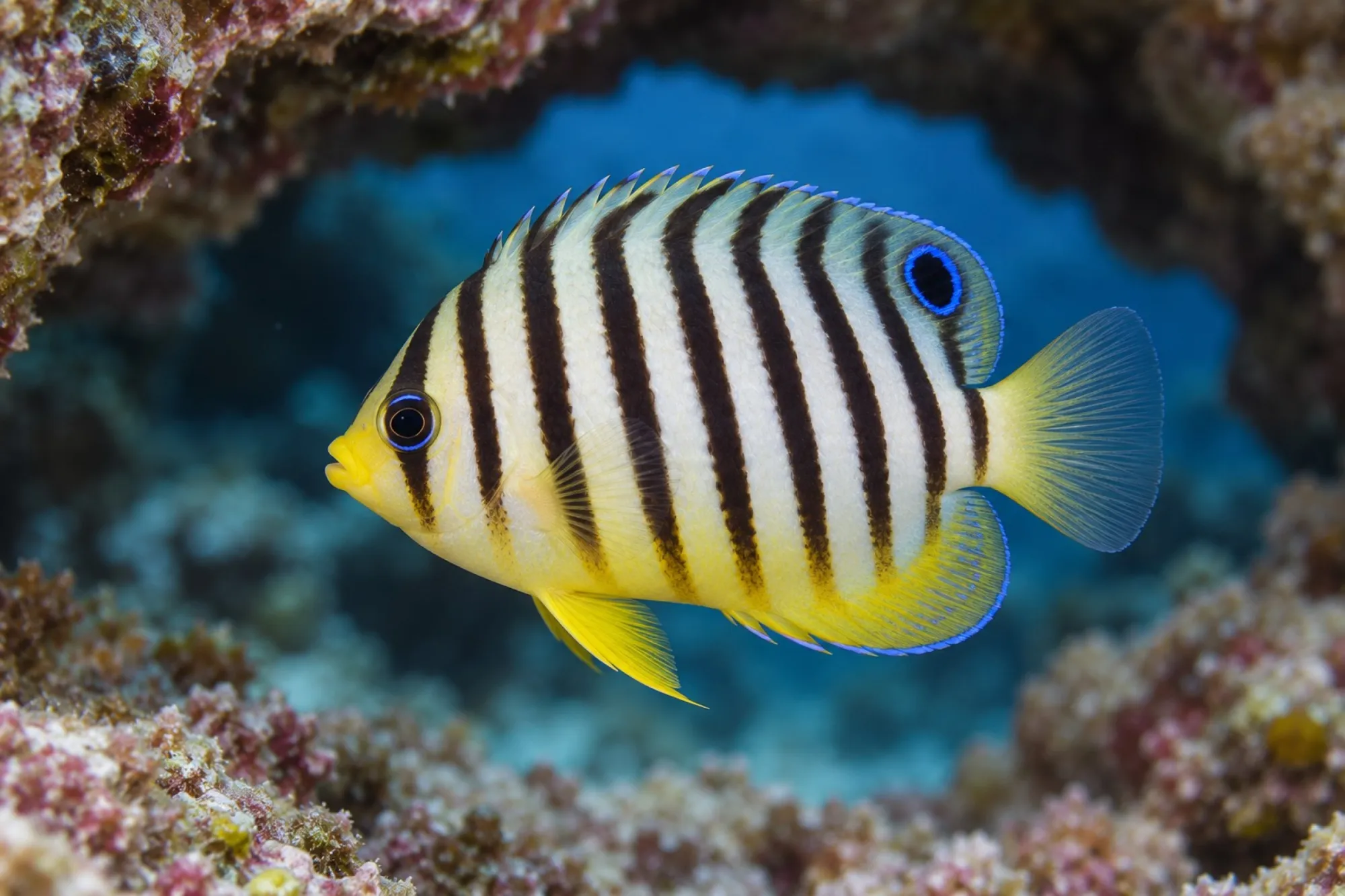 Zebra Zwergkaiserfisch NZ, Paracentropyge multifasciata