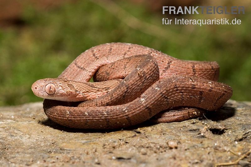 Gansi-Eierschlange, Dasypeltis gansi