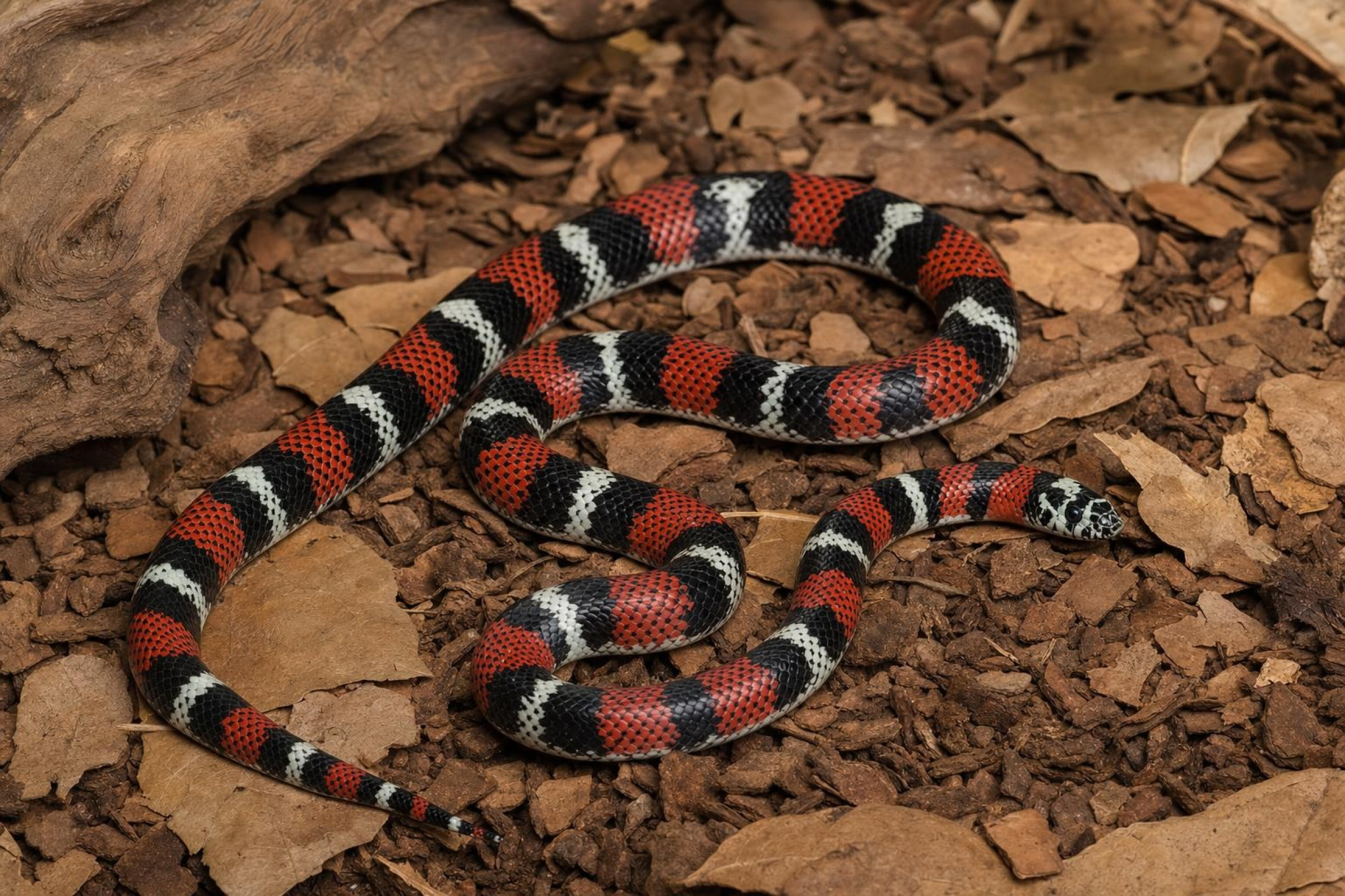Dreifarben-Hakennasennatter, Xenodon pulcher