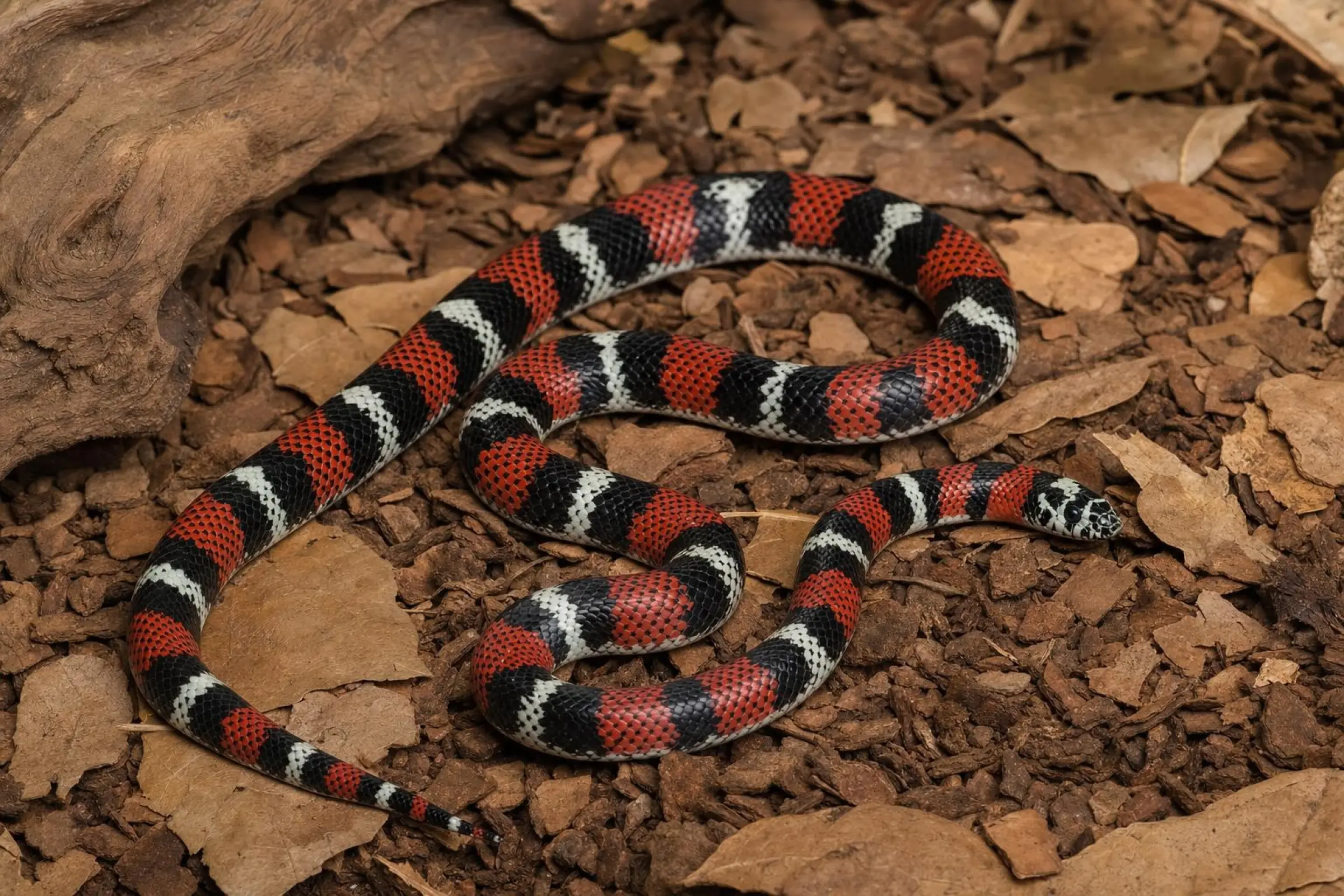 Dreifarben-Hakennasennatter, Xenodon pulcher