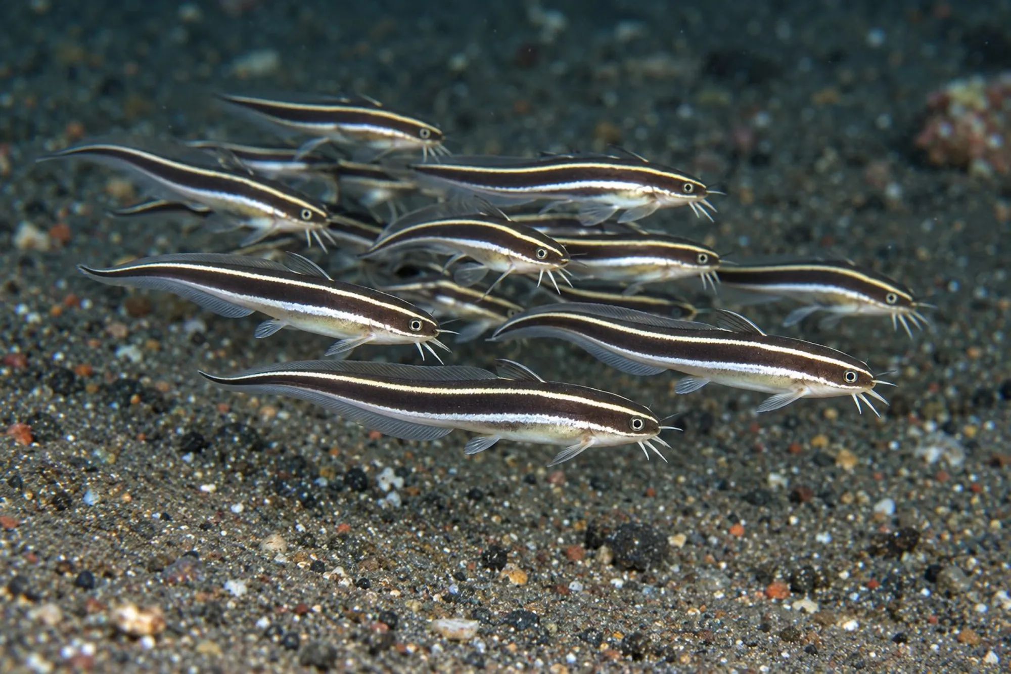 Gestreifer Korallenwels, Plotosus lineatus