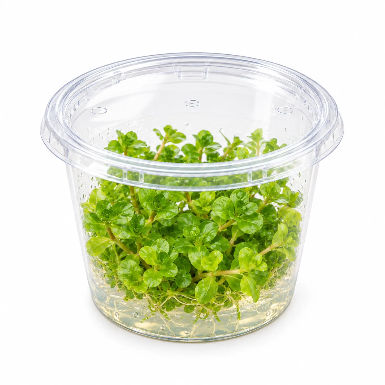 Grüne rundblättrige Rotala, Rotala rotundifolia green, In Vitro