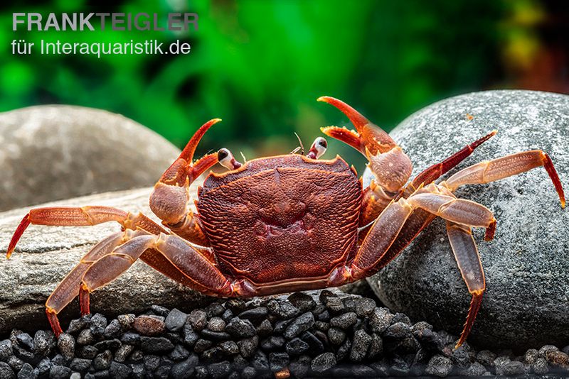 Kirschrote Towutikrabbe, Parathelphusa sp., Zufällig ausgewählt