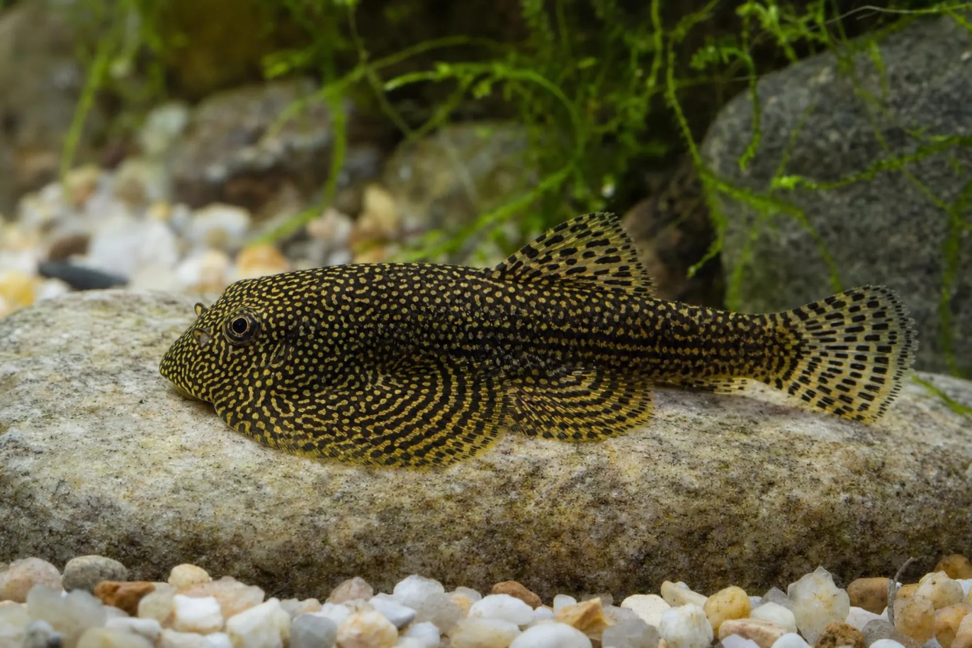 Spotted-Flossensauger, Sewellia sp.