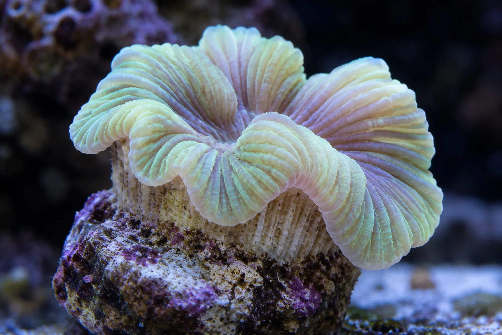 Jasmine-Koralle (Nachzucht), Nemenzophyllia turbida, 1 Polyp