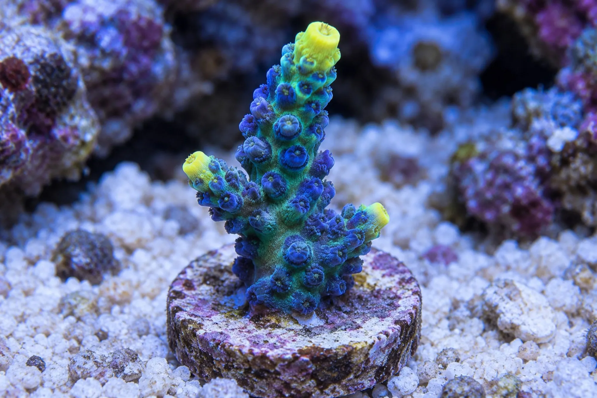 Geweihkoralle „Yellow Tip“ (Nachzucht), Acropora austera, Größe S–M