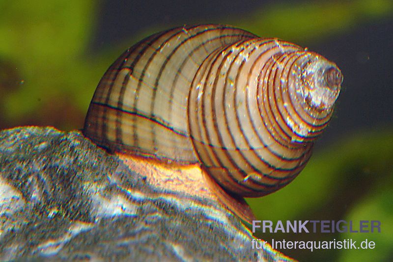 Asiatische Sumpfdeckelschnecke, Filopaludina martensi thailande