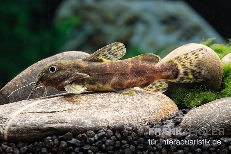 Waterlots Fiederbartwels, Synodontis waterloti