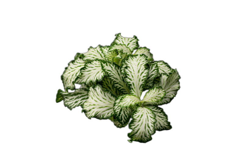 Grüne Fittonia, Fittonia verschaffeltii (Terrariumpflanze)
