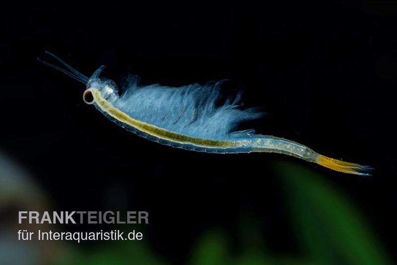 Thailändische Feenkrebse, Branchinella thailandensis sanoamuang, 10.000 Eier