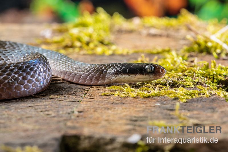 Herald-Schlange, Crotaphopeltis hotamboeia