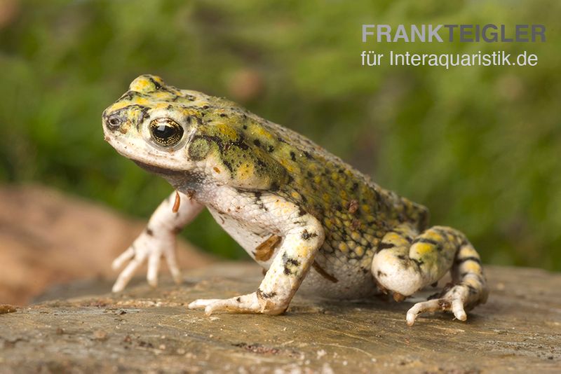 Grüne Zwergkröte, Bufo debilis