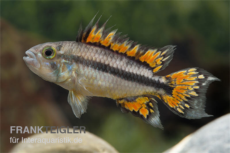 Kakaduzwergbuntbarsch doppelrot, Apistogramma cacatuoides, paarweise