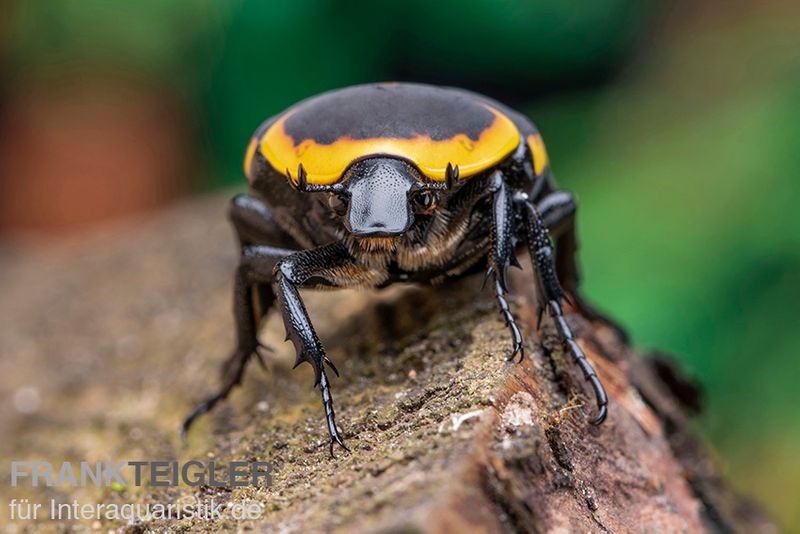 Kongo-Rosenkäfer (Marginata), Pachnoda marginata marginata