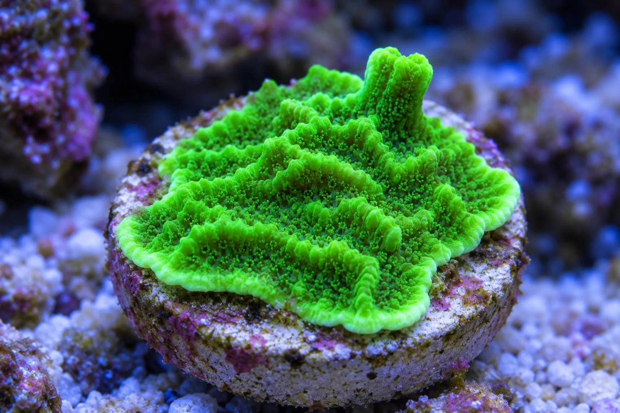 Montipora-Steinkoralle „Neongrün“ (Nachzucht), Montipora confusa, Größe S–M