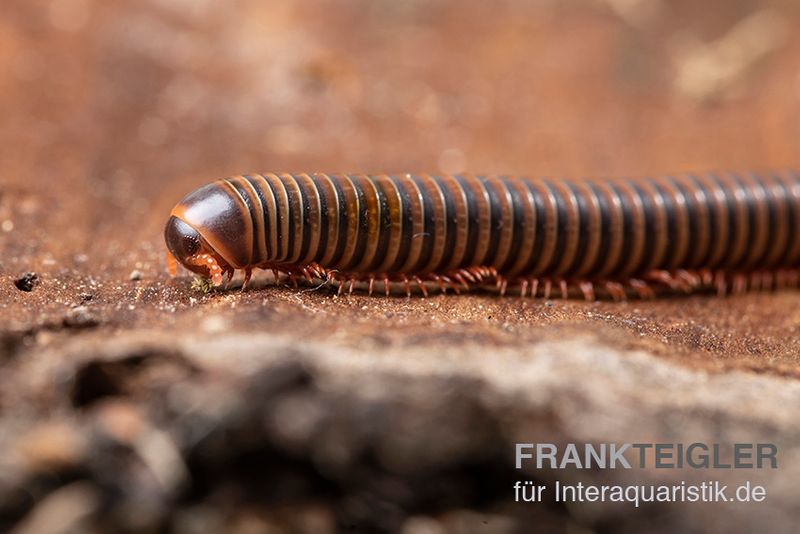 Satun-Tausendfüßer, Spirobolus sp. "Satun"