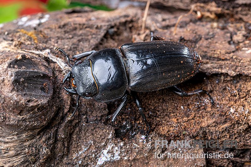 Bucephalus-Hirschkäfer, Dorcus bucephalus, männlich