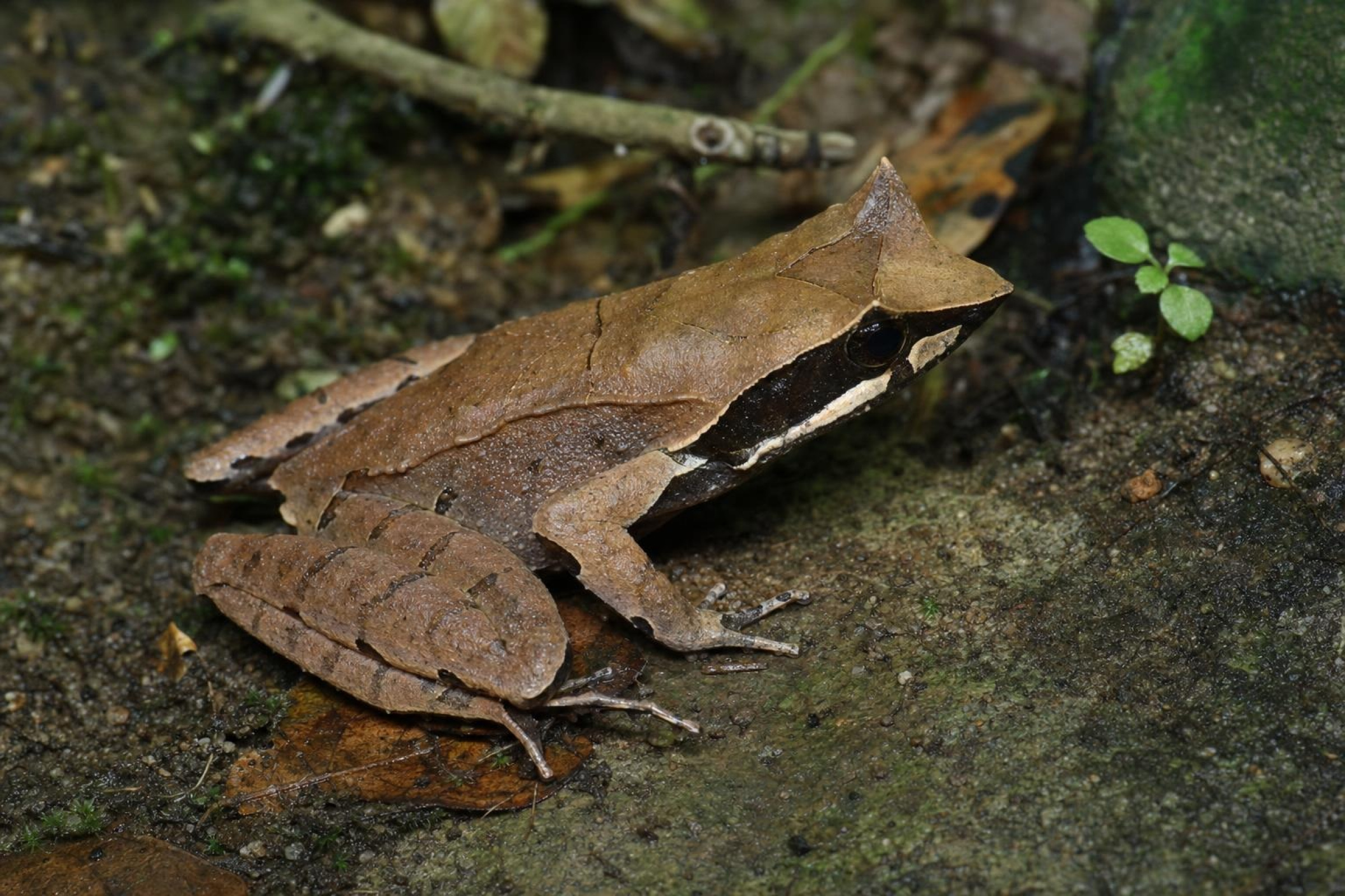Jerdons Weißlippen-Hornfrosch, Xenophrys major