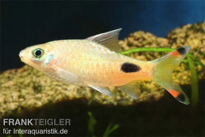 Schwarzlinienbarbe, Dawkinsia assimilis