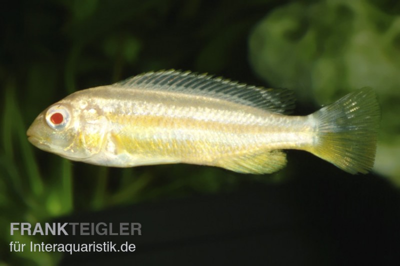 Türkis-Goldbarsch, Melanochromis auratus "Albino", Nachzucht, 4-5 cm