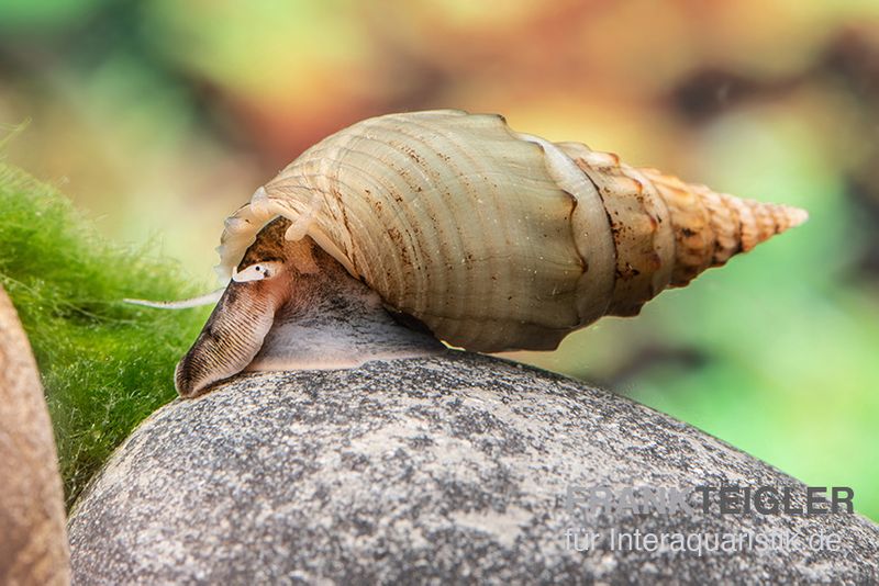 Gestachelte Turmdeckelschnecke, Thiara winteri (Thiara scabra)