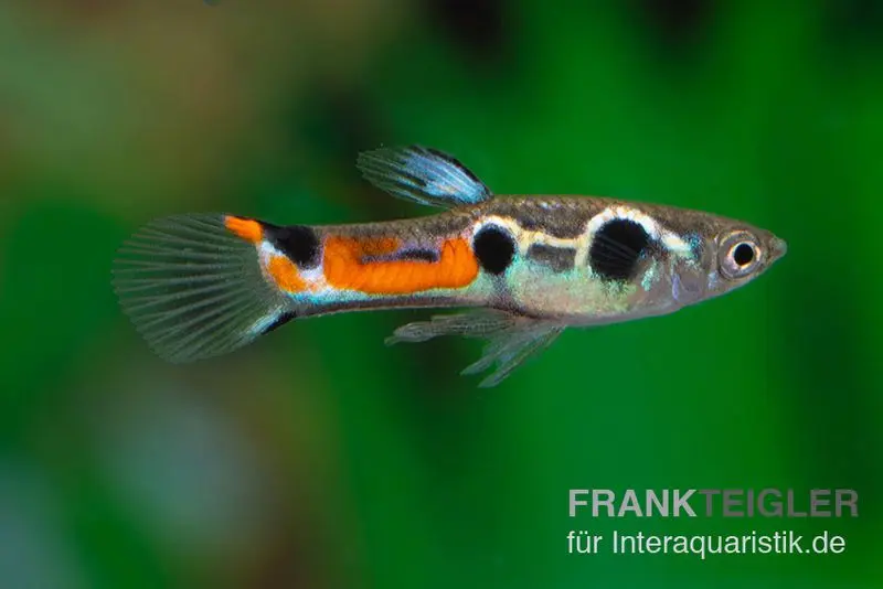 Endler Guppy Dreipunkt, Poecilia wingei, DNZ, paarweise