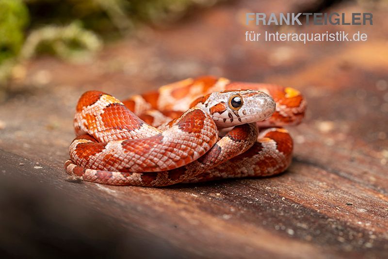 Kornnatter, Pantherophis guttatus BLOODER