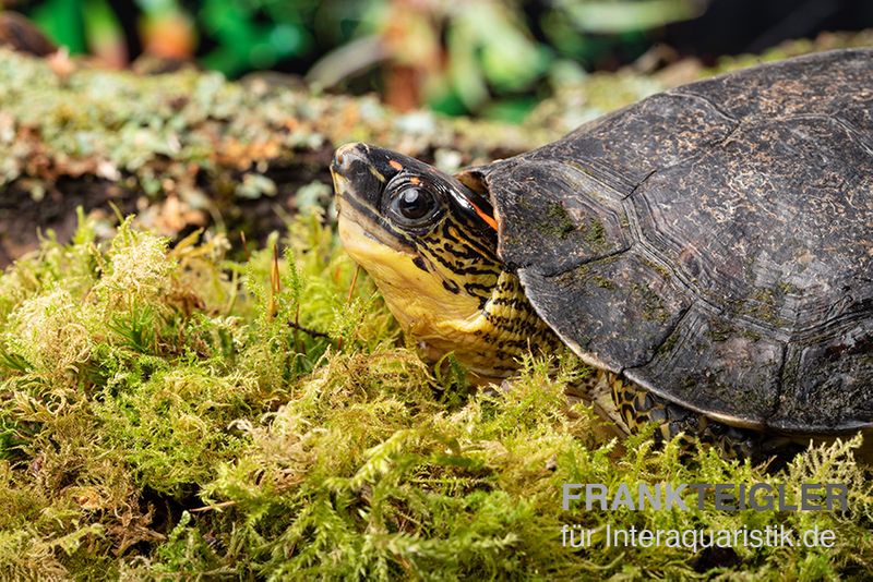 Guyana-Erdschildkröte, Rhinoclemmys punctularia