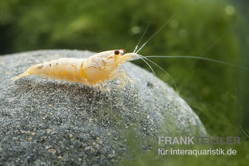 Golden Snow White Bee Garnele, Caridina cf. cantonensis